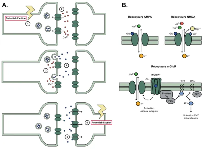 Figure 4 : La synapse chimique et les différents types de récepteurs au glutamate 