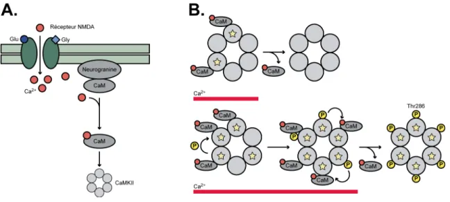 Figure 6 : L’activation de CaMKII 