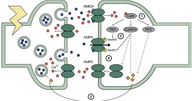 Figure 7 : Les mécanismes de la phase précoce de la LTP 