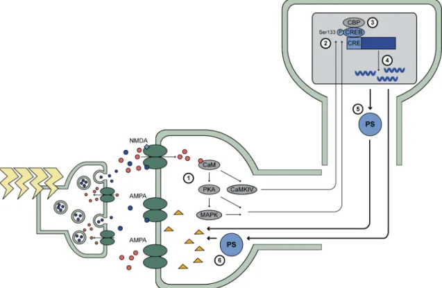 Figure 8 : Les mécanismes de la phase tardive de la LTP 