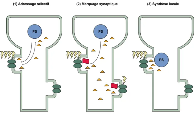 Figure 9 : Le renforcement spécifique des synapses; 3 hypothèses 