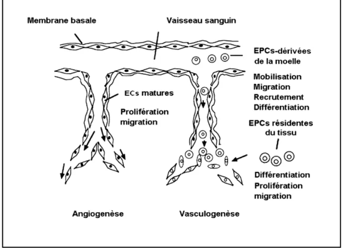 Figure 1.1 : L’angiogenèse et la vasculogenèse dans la néovascularisation post-natale