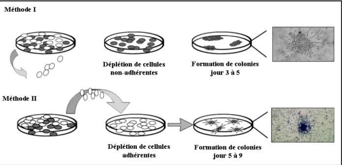 Figure 1.4 : Méthodes de culture des EPCs dérivées des cellules mononucléaires de sang humain périphérique  (PBMCs)