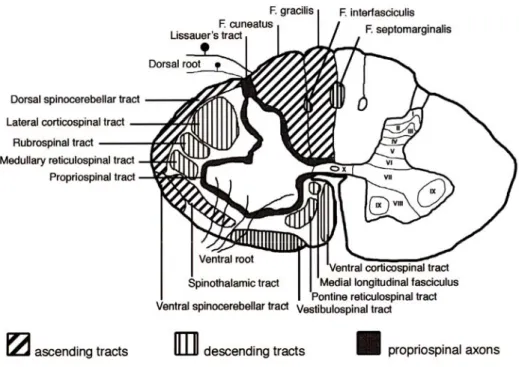 Figure   2.3. White matter tracts in the spinal cord 