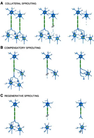 Figure   2.7. Principle of axonal sprouting 