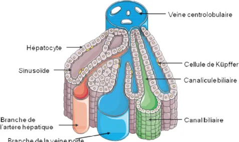 Figure 2 : Schéma d'un lobule hépatique 