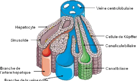 Figure 2 : Schéma d'un lobule hépatique 