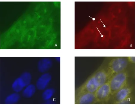 Figure 11: Détection par immunofluorescence d'ATP8B1 et de CFTR pour la lignée Calu-3 
