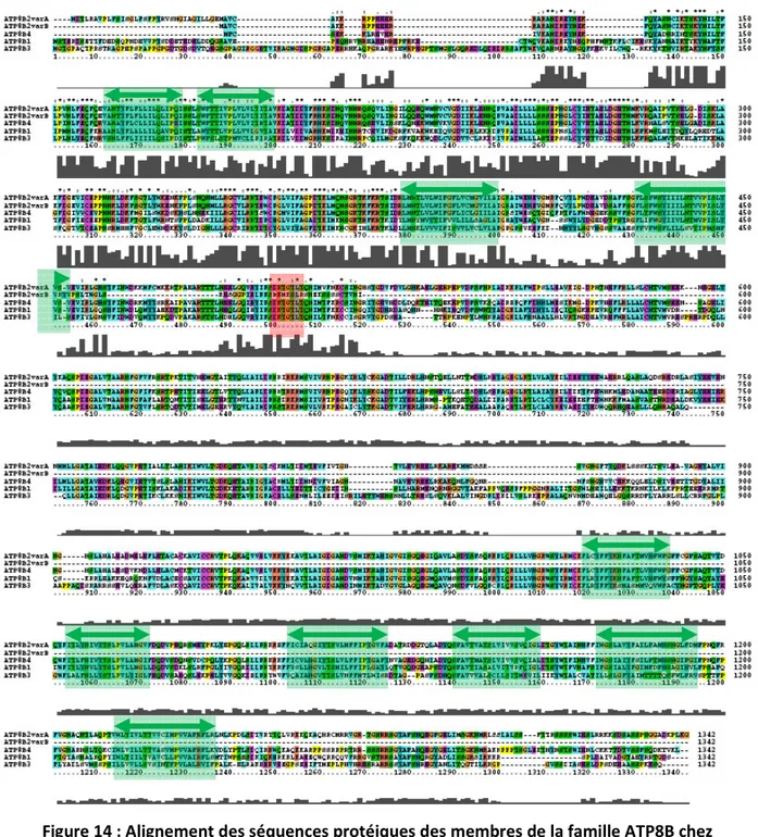 Figure 14 : Alignement des séquences protéiques des membres de la famille ATP8B chez 