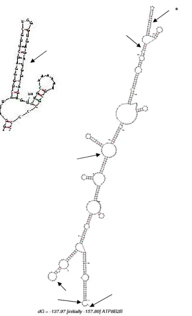 Figure 16 : Structure de la région ARN correspondant à la région différente entre ATP8B2a  et ATP8B2b (MFOLD)