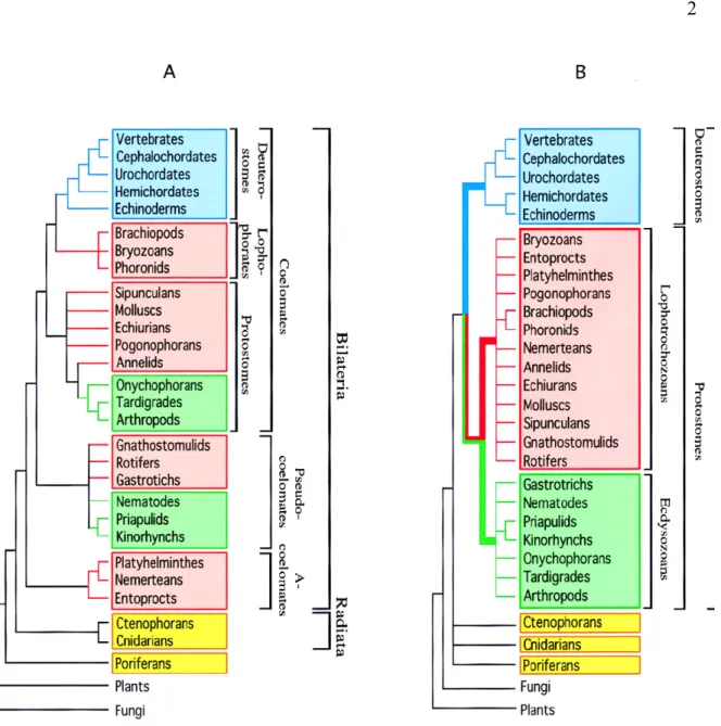 Figure 1. Metazoan phylogenies.  