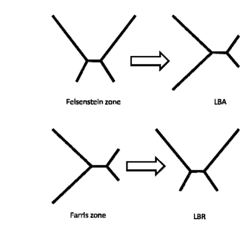 Figure 4 Felsenstein zone and Farris zone. 