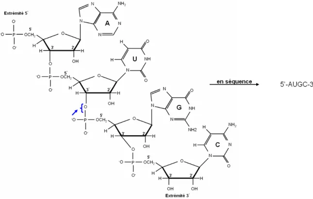 Figure 1.2: Structure chimique de la séquence d'ARN AUGC.  Les nucléotides sont liés entre 