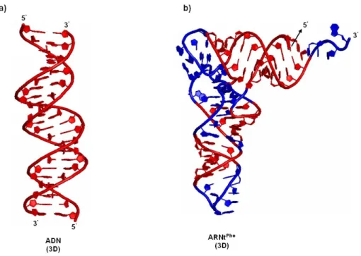 Figure 1.4 : Différences structurales entre une double hélice et un ARN de transfert.  Les 