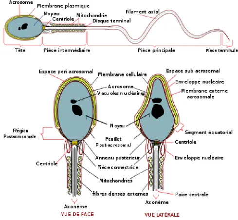 Figure 1. Stucture du spermatozoïde. Tirée de : 