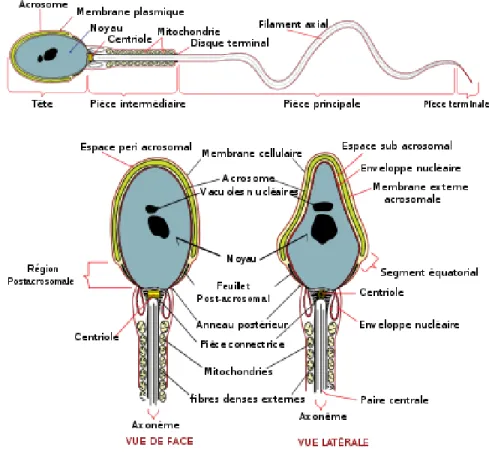 Figure 1. Stucture du spermatozoïde. Tirée de : 