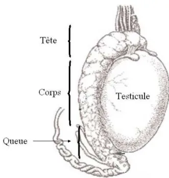 Figure 2. Schéma de l'épididyme. L'épididyme est un tubule circonvolué situé au dessus  du testicule et divisé en 3 sections (tête, corps, queue) Tirée de  : 