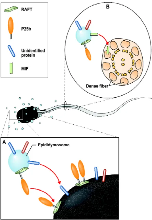 Figure 3. Représentation schématique du transfert des protéines des  épididymosomes aux spermatozoïdes épididymaires
