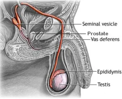 Figure 4. Schéma du système reproducteur de l’homme. Tirée de : 