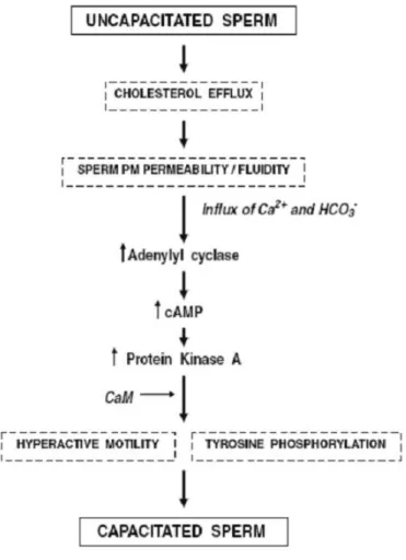 Figure 5. Modèle illustrant la séquence possible des évènements lors de la  capacitation