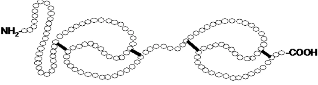 Figure 7. Structure secondaire d'une protéine BSP (Binder of SPerm). Les quatre ponts  disulfure sont représentés par des lignes noires
