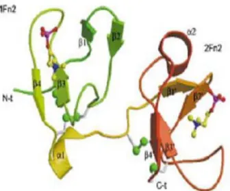 Figure 8. Structure tri-dimensionnelle de BSP1. Tirée de [124].  