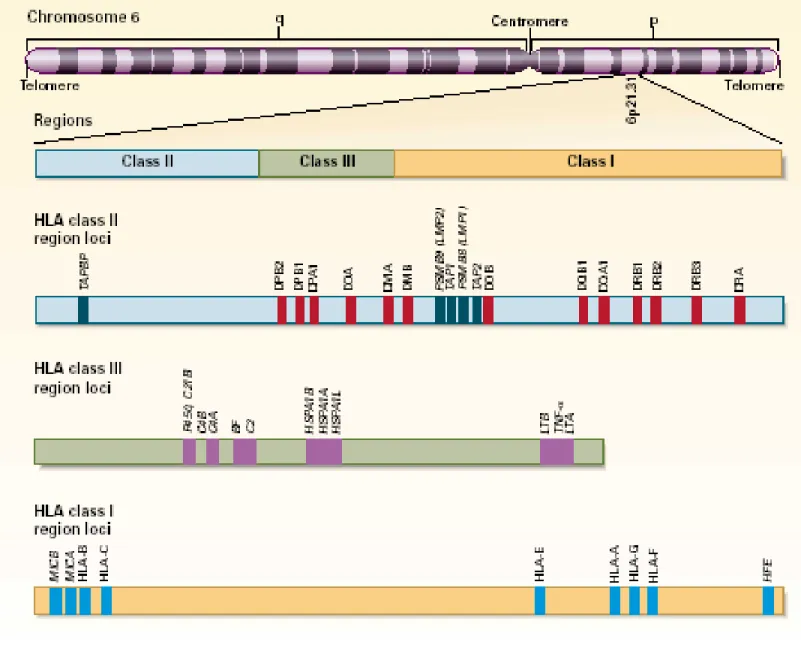 FIGURE 1. 1 Distribution des gènes HLA chez humain. 