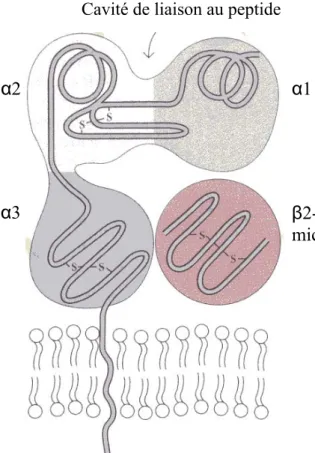 FIGURE 1. 2 Représentation schématique  des molécules de classe I.  