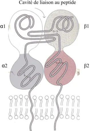 FIGURE 1. 3 Représentation schématique des molécules de classe II.  