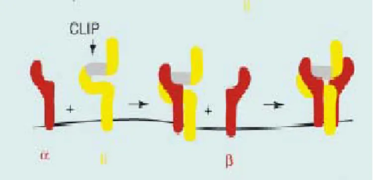 FIGURE 1. 5 Modèle d’assemblage des chaînes α et β du CMH de classe II et de Ii dans le réticulum  endoplasmique