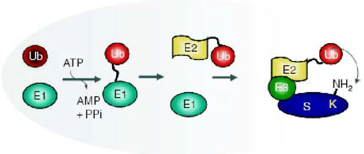 FIGURE 1. 12. L’ubiquitination grâce à la série d’enzyme E1, E2 et E3.   Tiré de : 153 