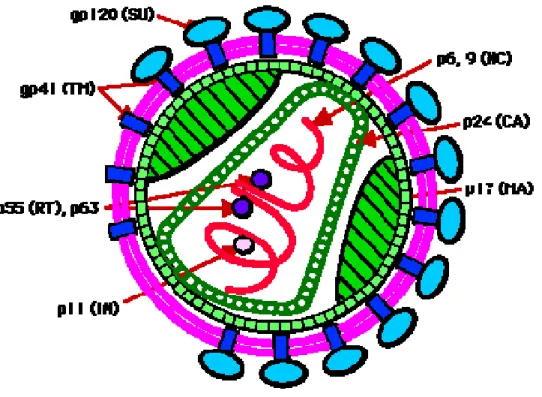 Figure 2 . Organisation de la particule virale. 
