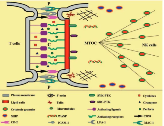 Fig. 1. Formation of IS between NK and target cells. Various NKRs interact with their cognate ligands on the target cell in the center of the synapse, which contains lipid rafts and activating NKRs