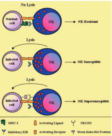 Fig. 3. Structure of a typical KIR gene and its encoded receptor. A typical KIR gene comprises nine exons shown here on the right side of the figure