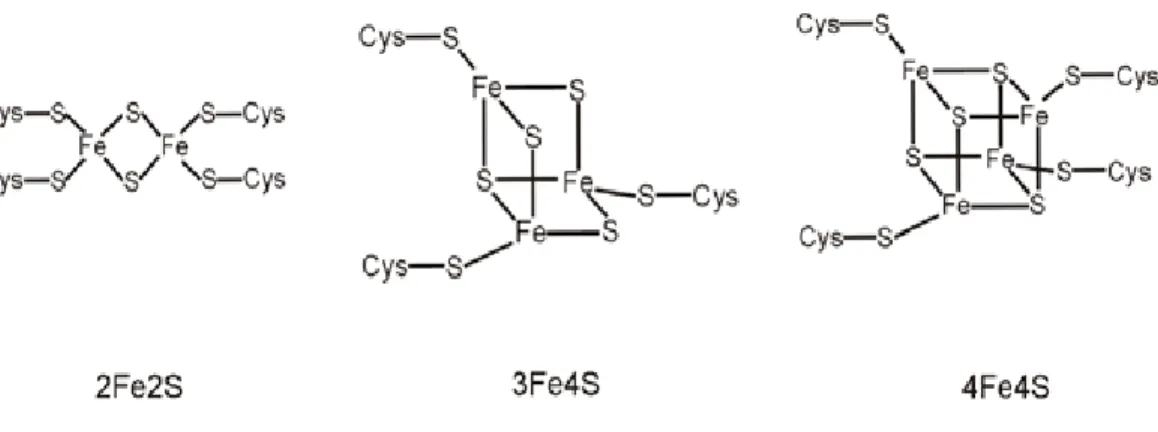 Figure 1. Structure des clusters de fer. Les protéines de Rieske du complexe III de la chaîne  mitochondriale contiennent des clusters 2Fe-2S