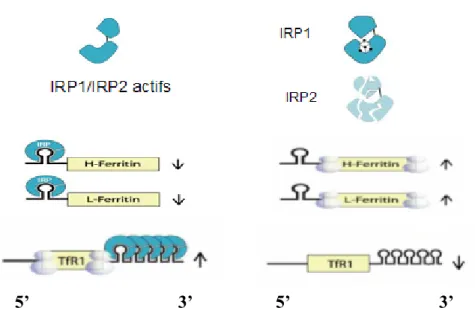 Figure 4. Régulation du métabolisme cellulaire du fer par le système IRE/IRP. Lorsque la cellule  est déficiente en fer, les IRP1/IRP2 sont actives et peuvent se lier dans la région 5’UTR de l’ARNm  de la ferritine pour inhiber son expression, et dans la r