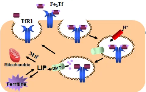 Figure 6. Capture du fer via la voie dépendante de la transferrine. Le complexe Fe 2 Tf se lie au TfR1 