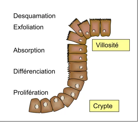 Figure 7. Croissance des cellules du petit intestin. Les cellules souches de la crypte intestinale  prolifèrent et se différencient en entérocytes