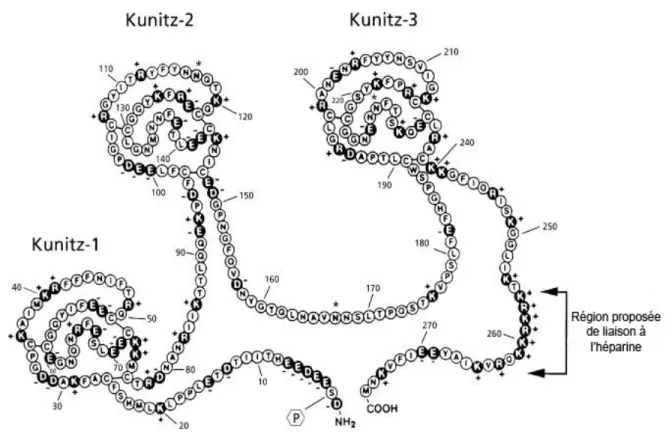 Figure 4 : Structure de l’inhibiteur du facteur tissulaire (TFPI) 