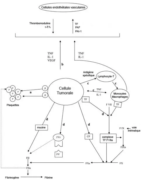 Figure  5 :  Le  rôle  central  des  cellules  tumorales  dans  la  pathogenèse  de  l’état  pro- pro-coagulant des patients cancéreux  