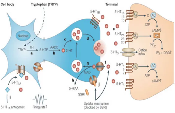 Figure 1 : Schéma du processus de neurotransmission sérotoninergique 