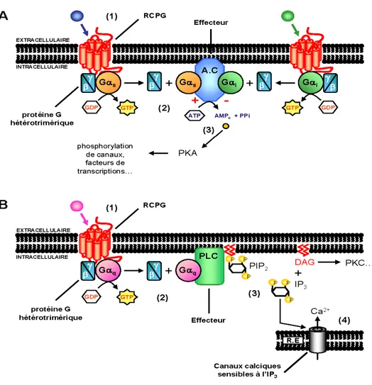 Figure 4 : Voie de signalisation des récepteurs couplés aux protéines G 