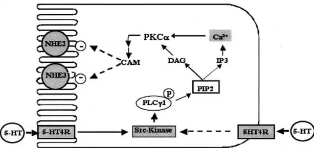Figure  8  :  Modèle  spéculatif  du  mécanisme  de  signalisation  de  transduction  impliqué dans l'inhibition des isoformes NHE2 et NHE3 de l’échangeur Na + /H +  dans  les cellules Caco 