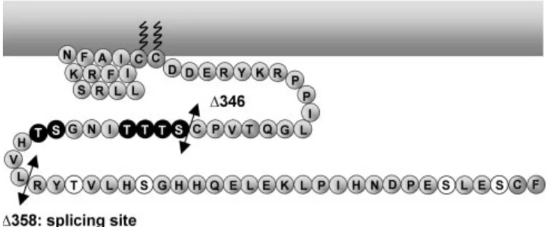 Figure 9 : La région de phosphorylation commune à tous les isoformes 5-HT4 entre  les résidus 346 et 358 