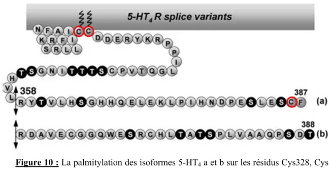 Figure 10 : La palmitylation des isoformes 5-HT4 a et b sur les résidus Cys328, Cys  329 et Cys386 
