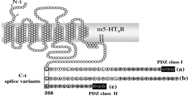 Figure 11 : La séquence C-terminale des isoformes a, b et e des récepteurs 5-HT4 de  la  souris,  ave  domaine  PDZ  présent  seulement  dans  les  isoformes  a  (classe  I)  et  e  (classe II) 