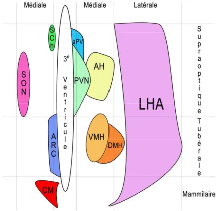 Figure 1. Schéma d’une vue à l’horizontale du cerveau représentant les différents 