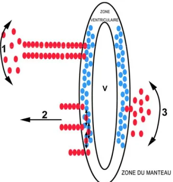 Figure 9. Plusieurs mécanismes de migration radiale et tangentielle ont lieu au cours de 