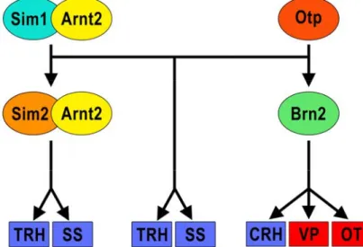 Figure 12. Cascade de facteurs de transcription régulant la différenciation des cinq types 