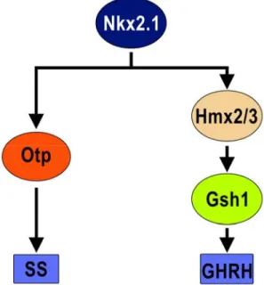 Figure 15. Cascade de facteurs de transcription requise pour la différenciation cellulaire 